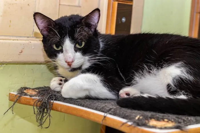 Gato ra a SRD-ViraLata idade 3 anos nome Cameron