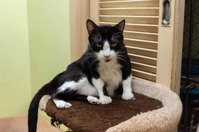 Gato ra a SRD-ViraLata idade 3 anos nome Cameron