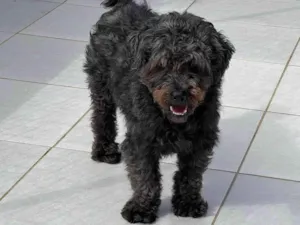 Cachorro raça SRD-ViraLata idade 4 anos nome Dudu