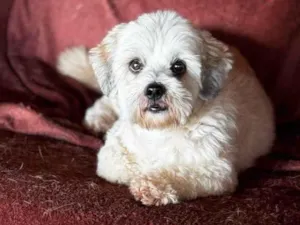 Cachorro raça SRD-ViraLata idade 2 anos nome Nino