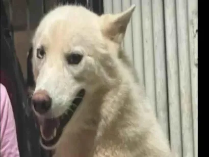 Cachorro raça Husky Siberiano idade 2 anos nome Raça Akita