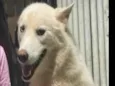 Raça Akita