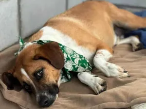 Cachorro raça SRD-ViraLata idade 3 anos nome Leandro 