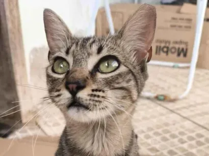 Gato raça SRD-ViraLata idade 2 a 6 meses nome Tigresa