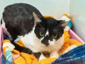 Gato raça SRD-ViraLata idade 2 anos nome Berenice