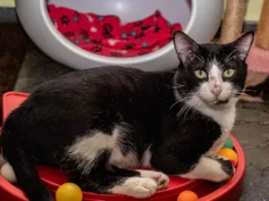 Gato raça SRD-ViraLata idade 3 anos nome Cameron