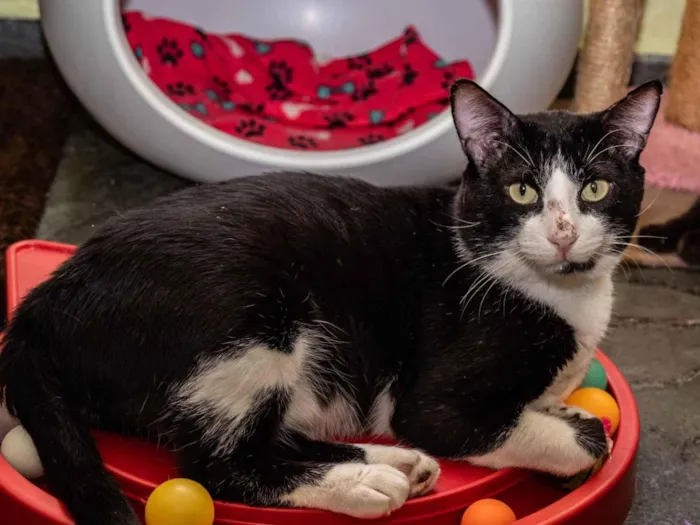 Gato ra a SRD-ViraLata idade 3 anos nome Cameron
