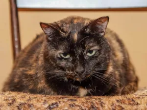 Gato raça SRD-ViraLata idade 6 ou mais anos nome Circe