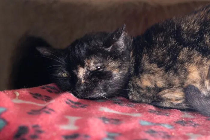Gato ra a SRD-ViraLata idade 6 ou mais anos nome Circe