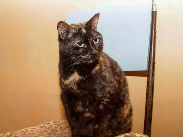 Gato ra a SRD-ViraLata idade 6 ou mais anos nome Circe