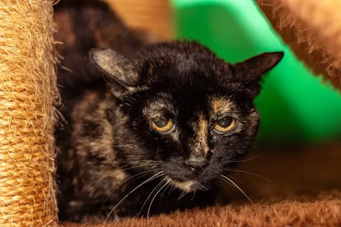 Gato ra a SRD-ViraLata idade 6 ou mais anos nome Circe