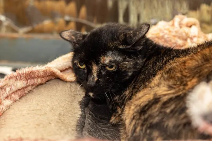 Gato ra a SRD-ViraLata idade 6 ou mais anos nome Circe