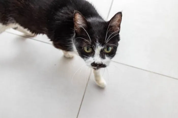 Gato ra a SRD-ViraLata idade 6 ou mais anos nome Maria Sharapova