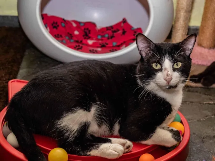 Gato ra a SRD-ViraLata idade 3 anos nome Cameron