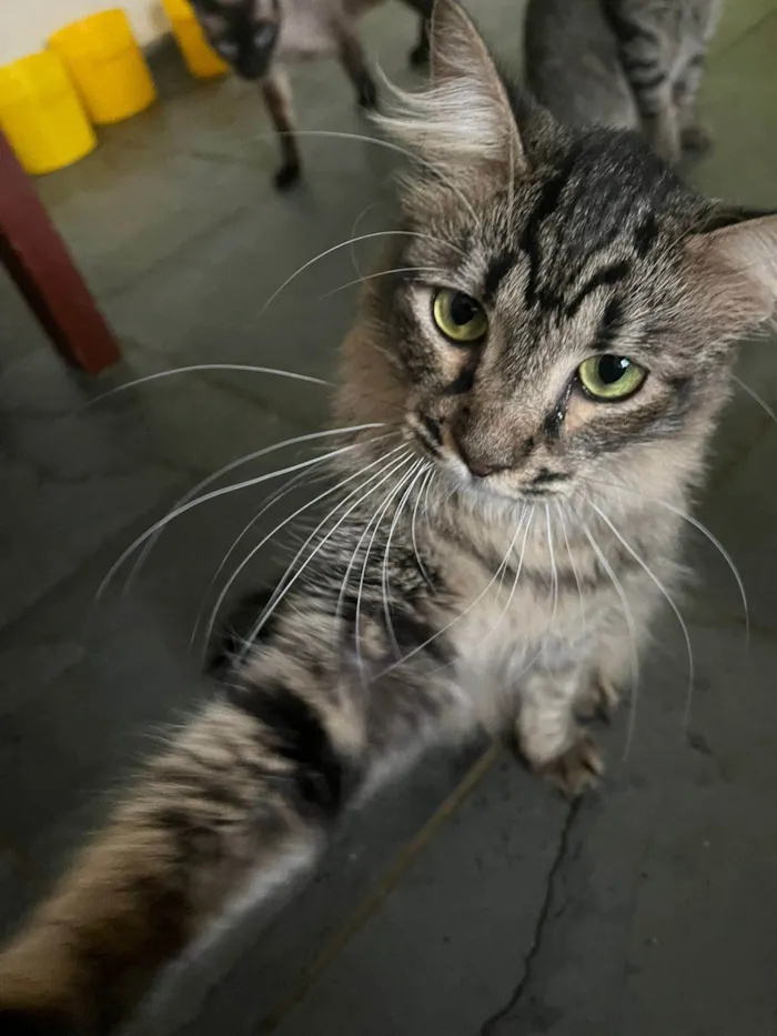 Gato ra a SRD-ViraLata idade 2 anos nome Rafiki