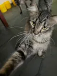 Rafiki