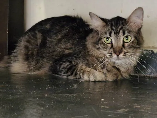 Gato ra a SRD-ViraLata idade 2 anos nome Rafiki