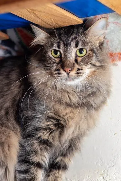 Gato ra a SRD-ViraLata idade 2 anos nome Rafiki
