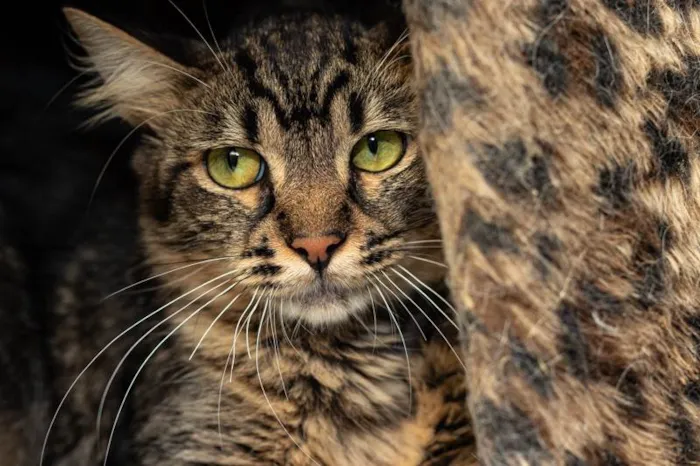 Gato ra a SRD-ViraLata idade 2 anos nome Rafiki
