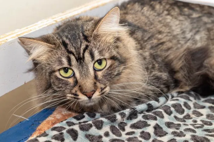 Gato ra a SRD-ViraLata idade 2 anos nome Rafiki