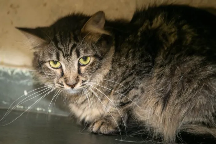 Gato ra a SRD-ViraLata idade 2 anos nome Rafiki