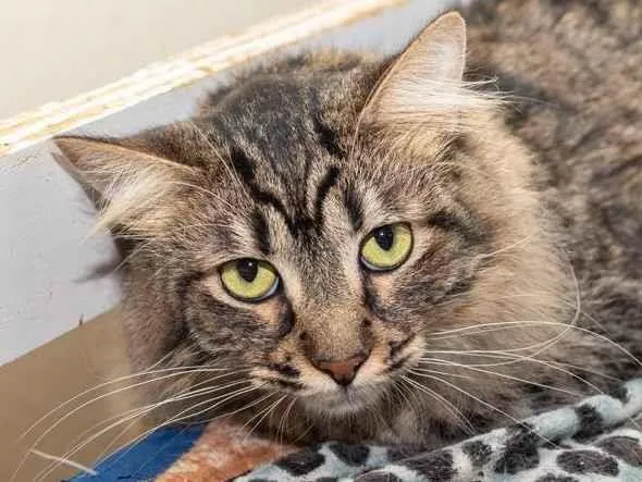 Gato ra a SRD-ViraLata idade 2 anos nome Rafiki
