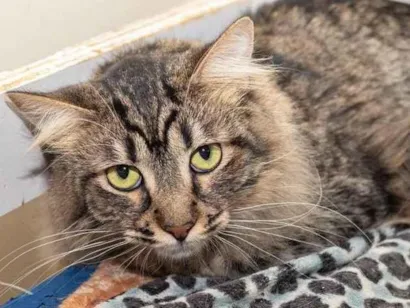 Gato raça SRD-ViraLata idade 2 anos nome Rafiki