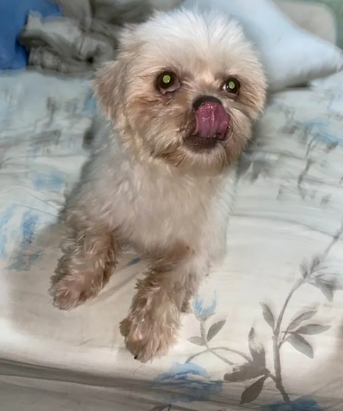 Cachorro ra a Shitzu idade 4 anos nome Tchutchuquinho
