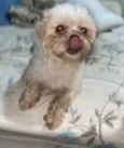 Tchutchuquinho