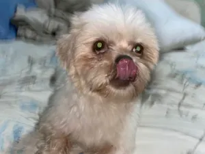 Cachorro raça Shitzu idade 4 anos nome Tchutchuquinho
