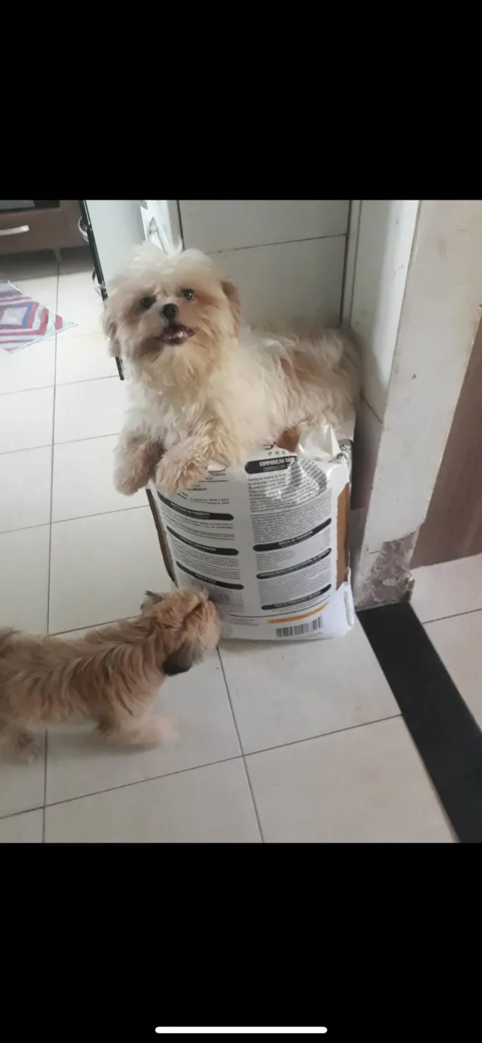 Cachorro ra a Shitzu idade 4 anos nome Tchutchuquinho