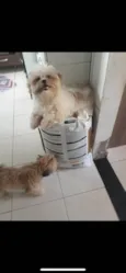 Tchutchuquinho