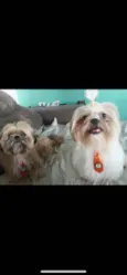 Tchutchucão