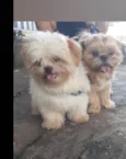 Tchutchucão