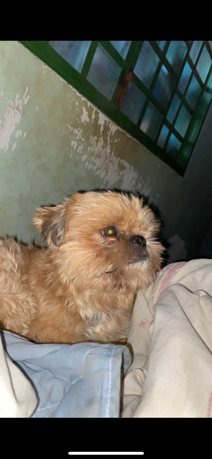Cachorro ra a Shitzu idade 4 anos nome Tchutchucão