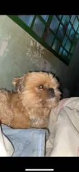 Tchutchucão