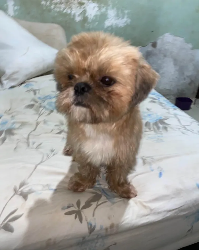 Cachorro ra a Shitzu idade 4 anos nome Tchutchucão