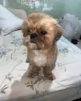 Tchutchucão