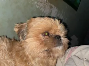 Cachorro raça Shitzu idade 4 anos nome Tchutchucão