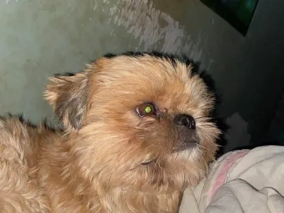 Cachorro raça Shitzu idade 4 anos nome Tchutchucão