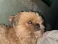 Tchutchucão