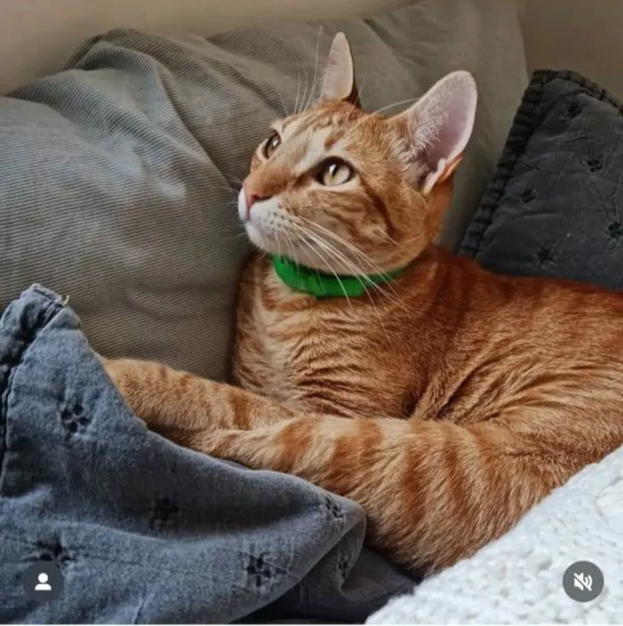 Gato ra a SRD-ViraLata idade 1 ano nome Caju