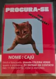 Caju