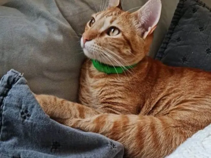 Gato ra a SRD-ViraLata idade 1 ano nome Caju