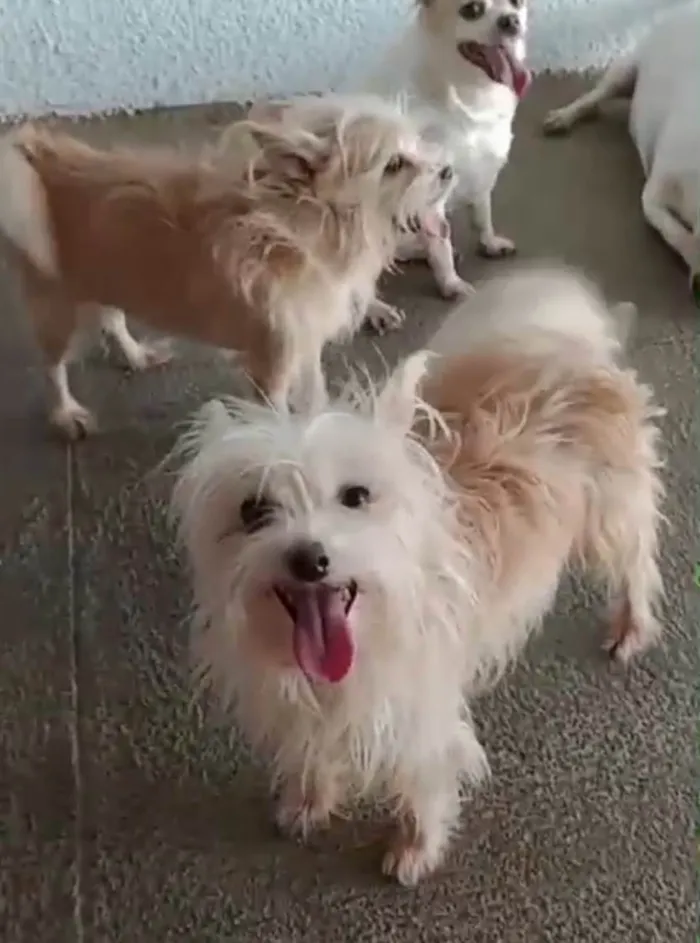 Cachorro ra a SRD-ViraLata idade 4 anos nome Marley