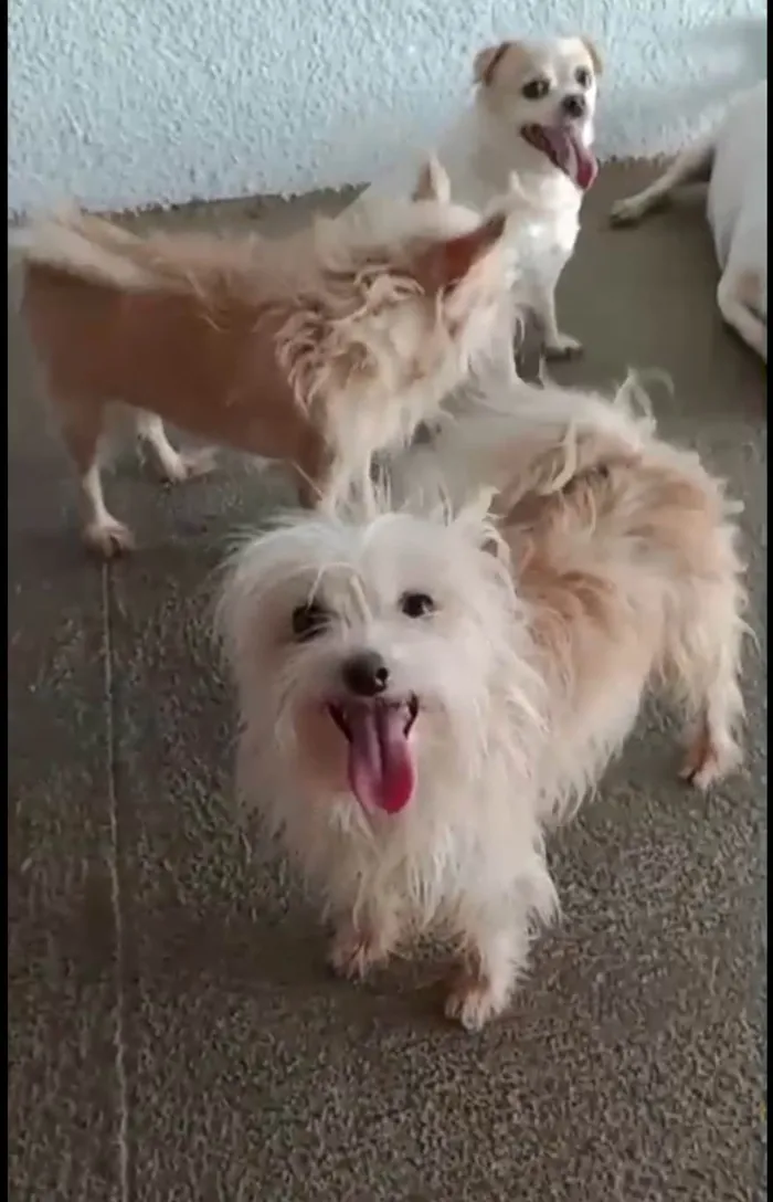 Cachorro ra a SRD-ViraLata idade 4 anos nome Marley