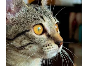 Gato raça SRD-ViraLata idade 2 a 6 meses nome Lana 