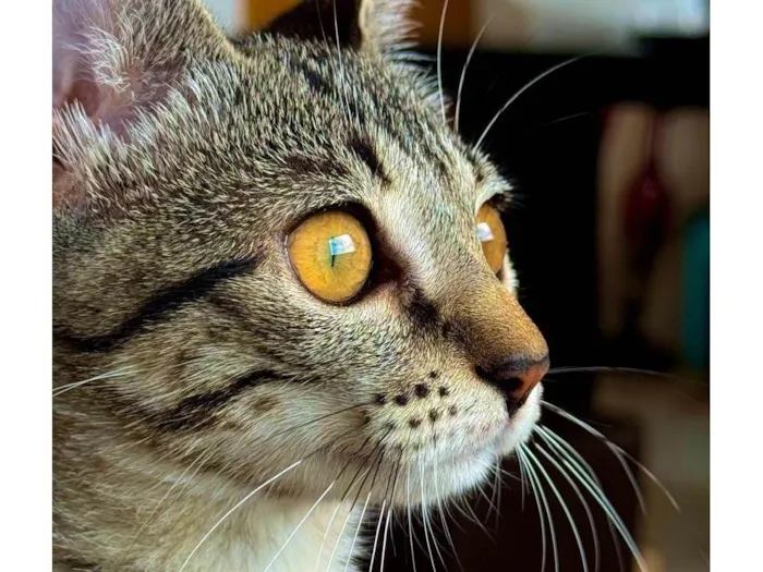 Gato ra a SRD-ViraLata idade 2 a 6 meses nome Lana 