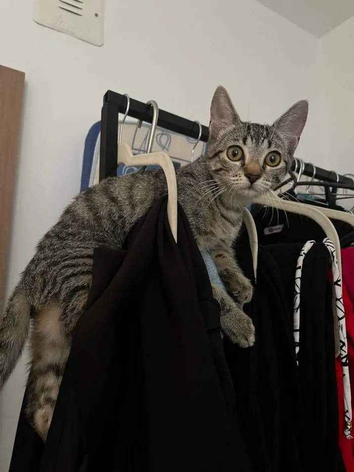 Gato ra a SRD-ViraLata idade 2 a 6 meses nome Lana 