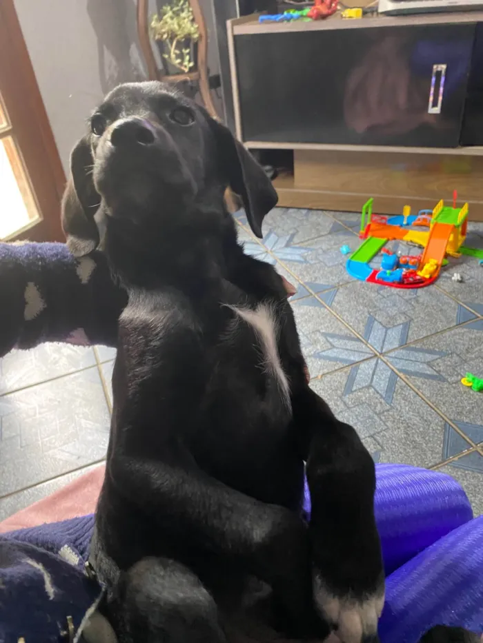 Cachorro ra a SRD-ViraLata idade 7 a 11 meses nome Marley 